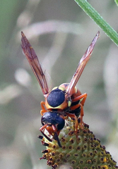 Pterocheilus