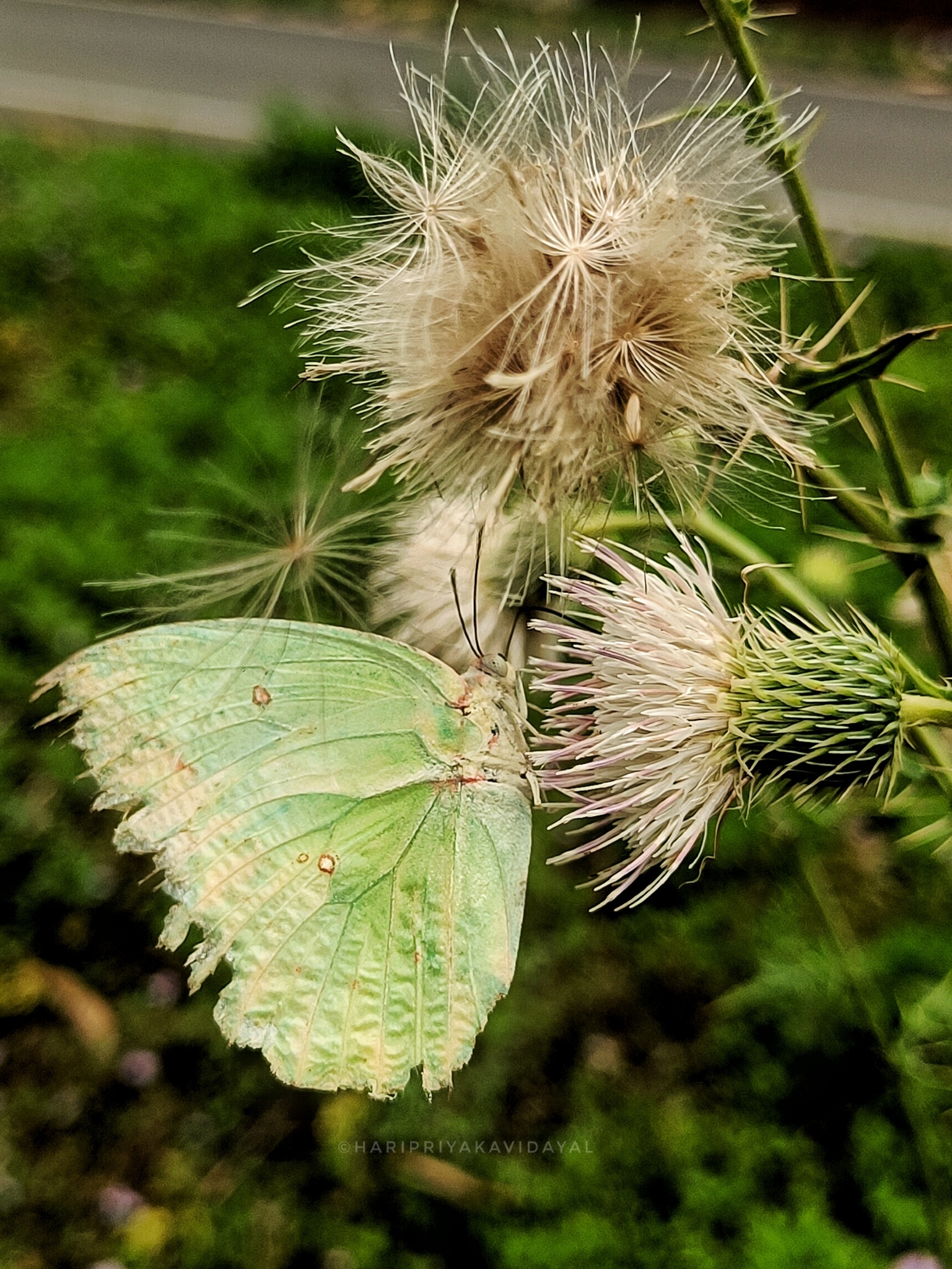 Lemon Emigrant