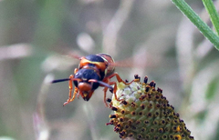 Pterocheilus