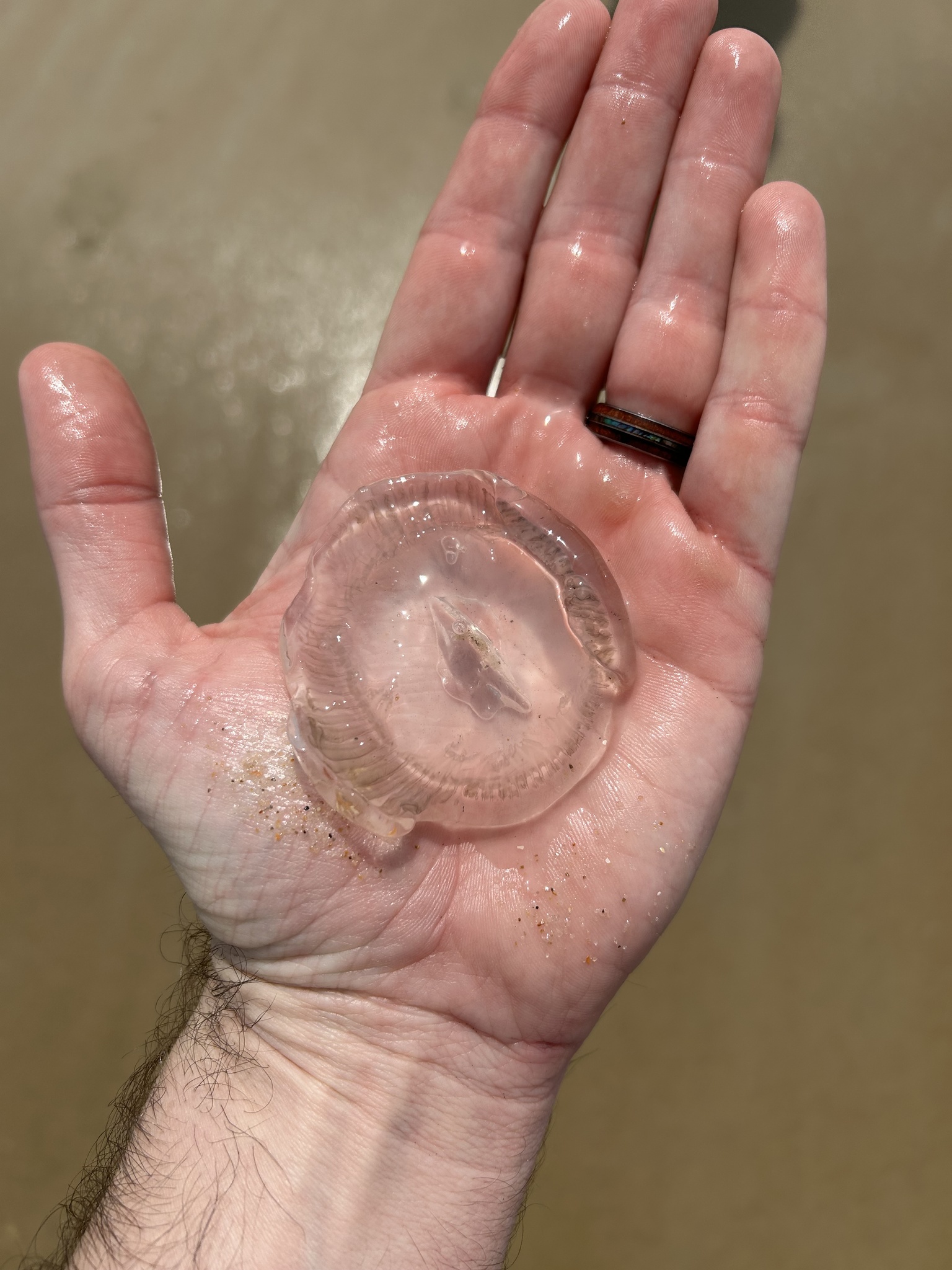 Rhacostoma atlanticum L.Agassiz, 1851