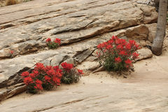 Castilleja scabrida scabrida