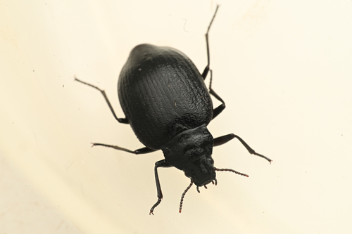 Amphizoa insolens photo 3