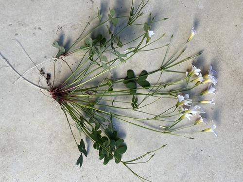 Oxalis caprina (Oxalis caprina)