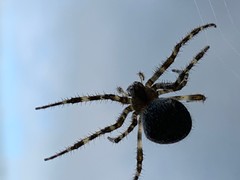 Araneus cavaticus