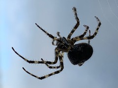 Araneus cavaticus