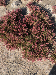 Salicornia rubra