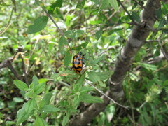 Pachycoris klugii