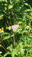 Anartia jatrophae