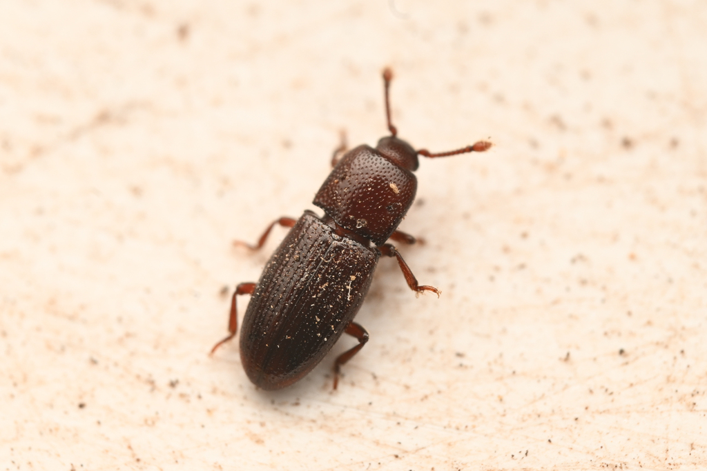 Cerylon californicum