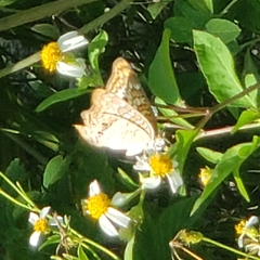 Anartia jatrophae