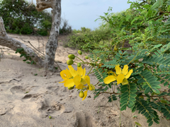 Senna auriculata