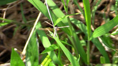 Stenoptilodes taprobanes