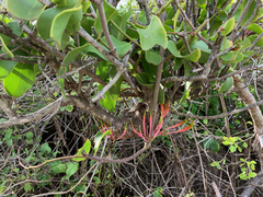 Dendrophthoe falcata