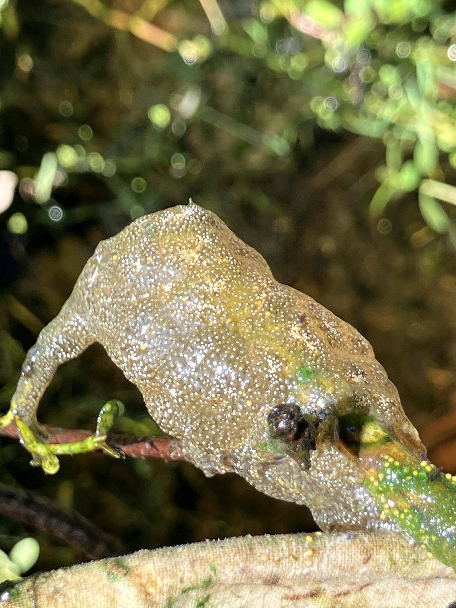 Pectinatella magnifica (Leidy, 1851)
