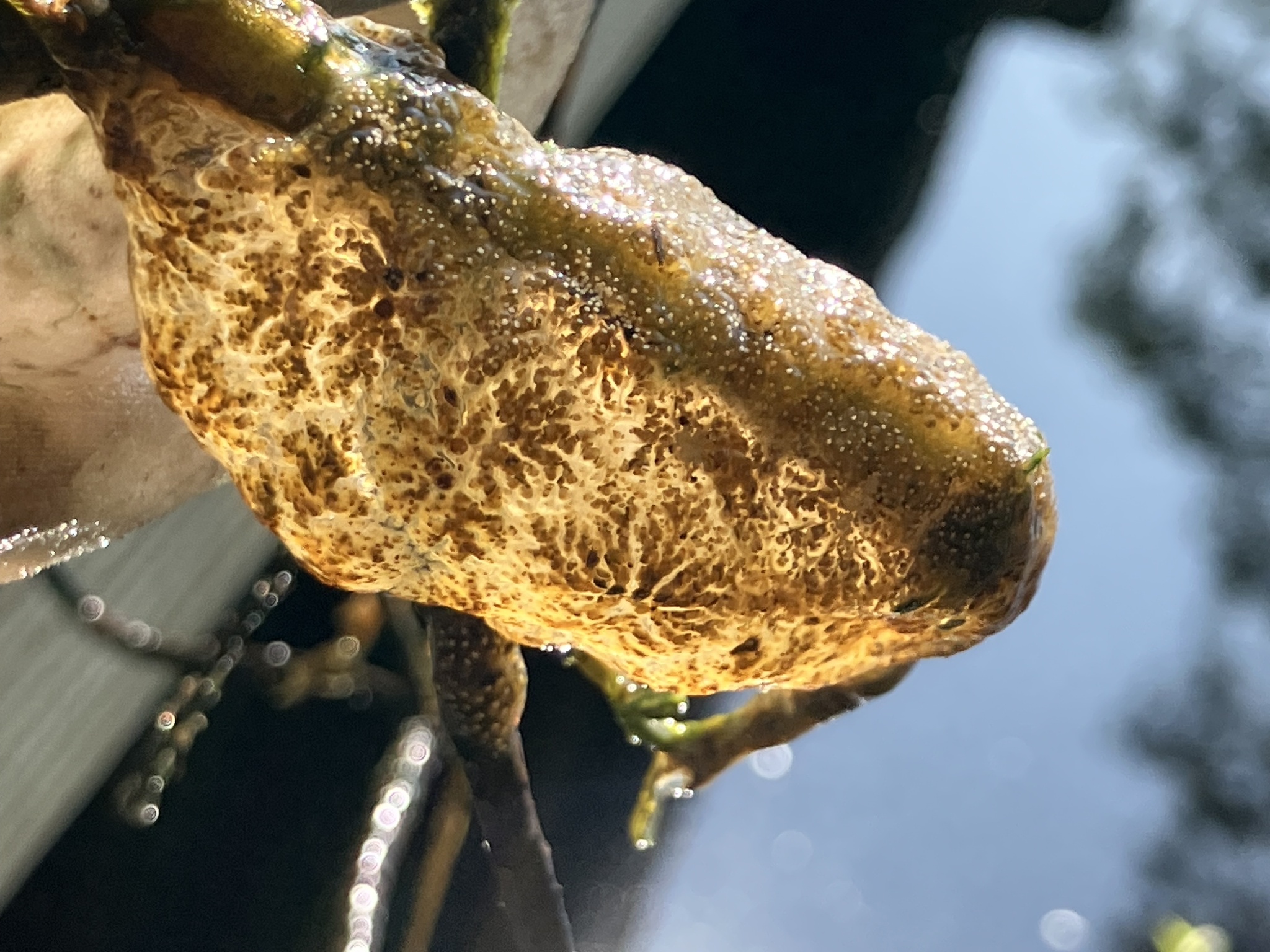 Pectinatella magnifica (Leidy, 1851)