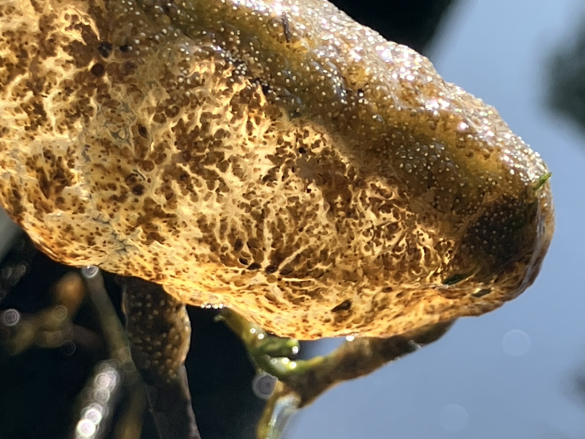 Pectinatella magnifica (Leidy, 1851)