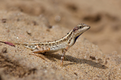 Sitana ponticeriana