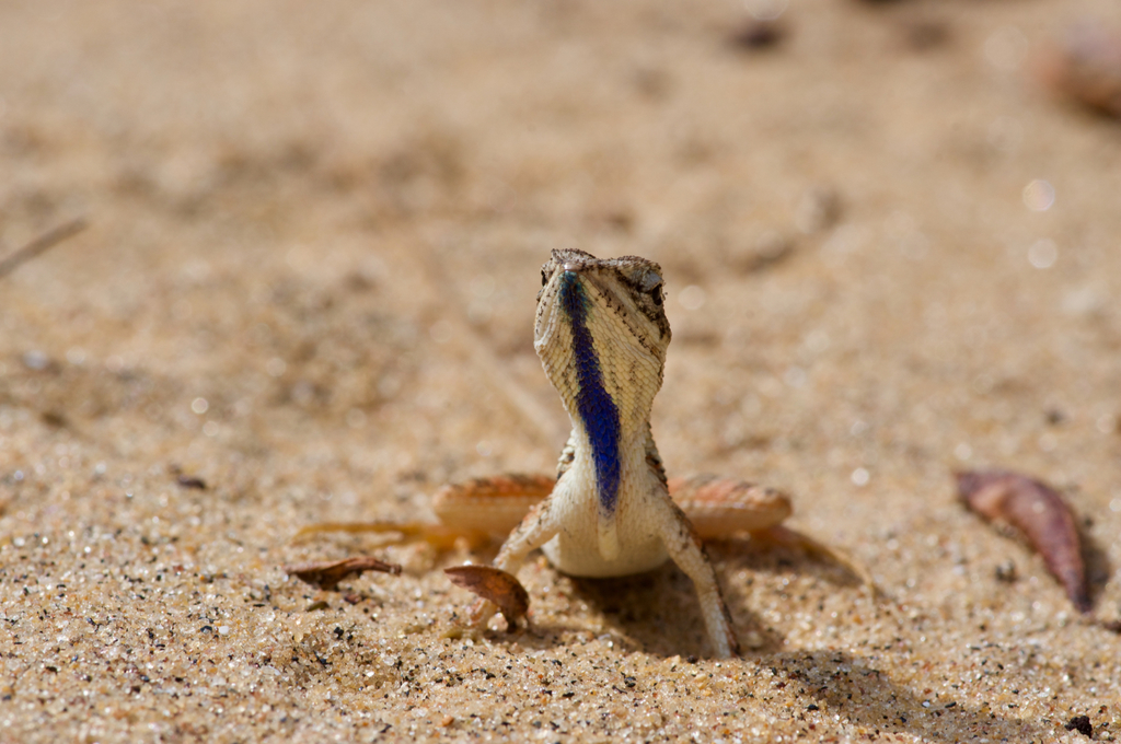 Cuvier's Fan-Throated Lizard