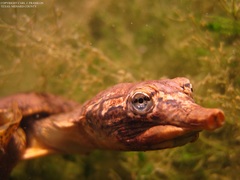 Apalone spinifera guadalupensis