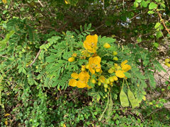 Senna auriculata