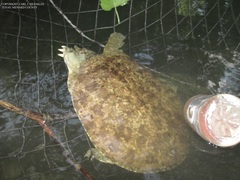 Apalone spinifera guadalupensis