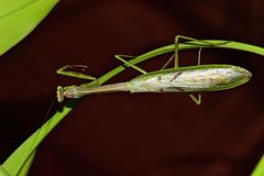 Stagmatoptera supplicaria