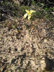 Moraea vallisbelli
