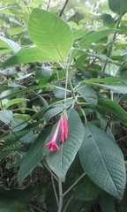 Fuchsia boliviana