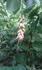 Fuchsia boliviana