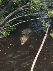 Crocodylus acutus