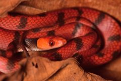 Siphlophis compressus