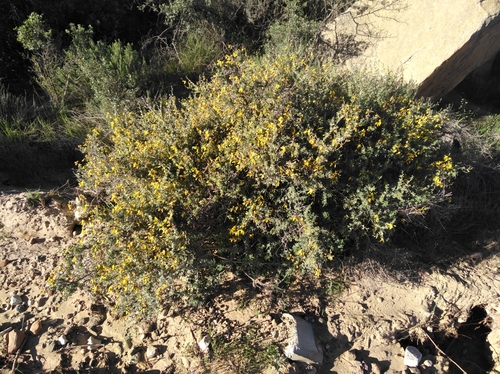 Image of Wiborgiella leipoldtiana by (c) Brian du Preez, some rights reserved (CC BY-SA)