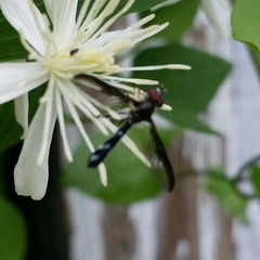 Pelecinobaccha costata