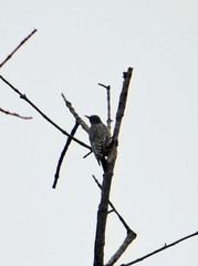 Melanerpes hypopolius