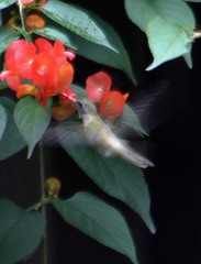 Phaeoptila sordida