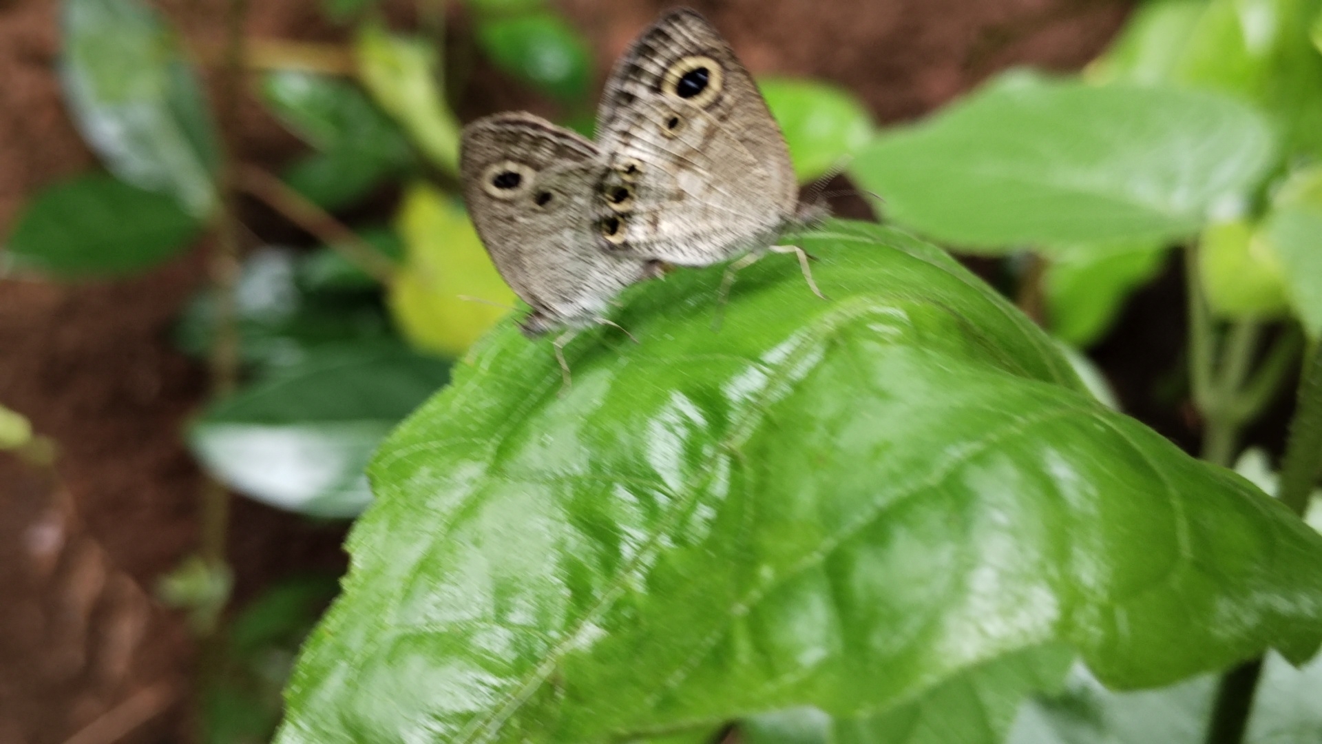 Common Four-Ring