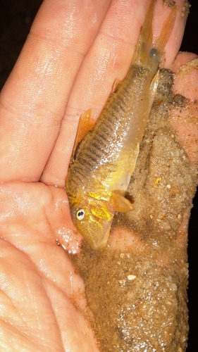 Wolf cory (Corydoras geoffroy) — Callichthyidae — 2