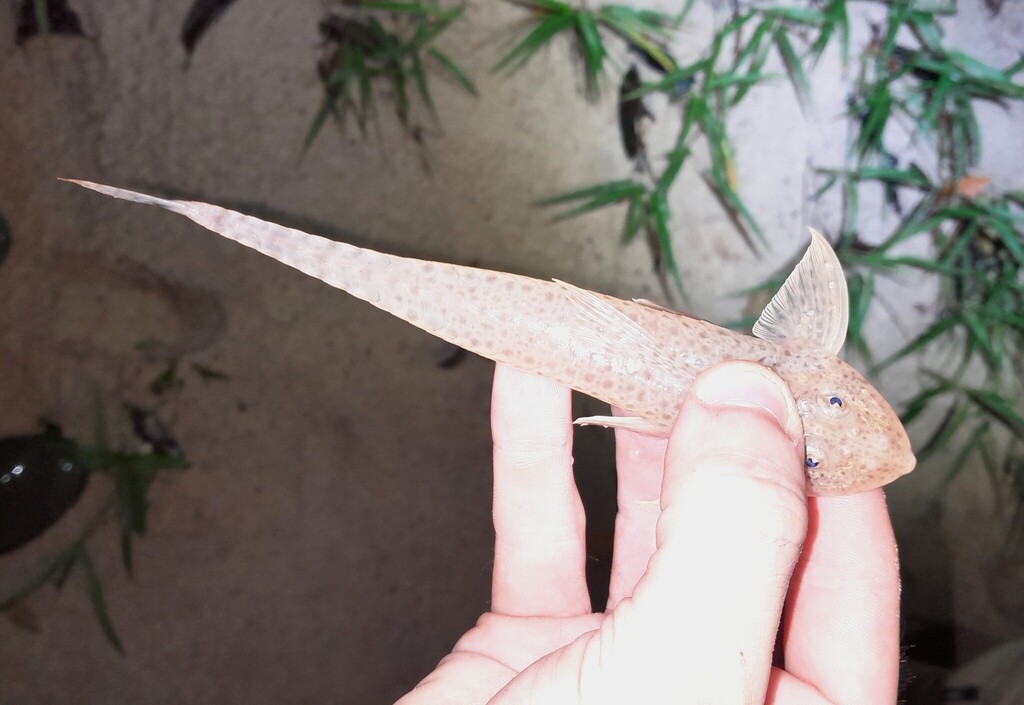 Whiptail armoured catfish (Metaloricaria paucidens) — Loricariidae