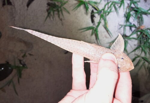 Whiptail armoured catfish (Metaloricaria paucidens) — Loricariidae