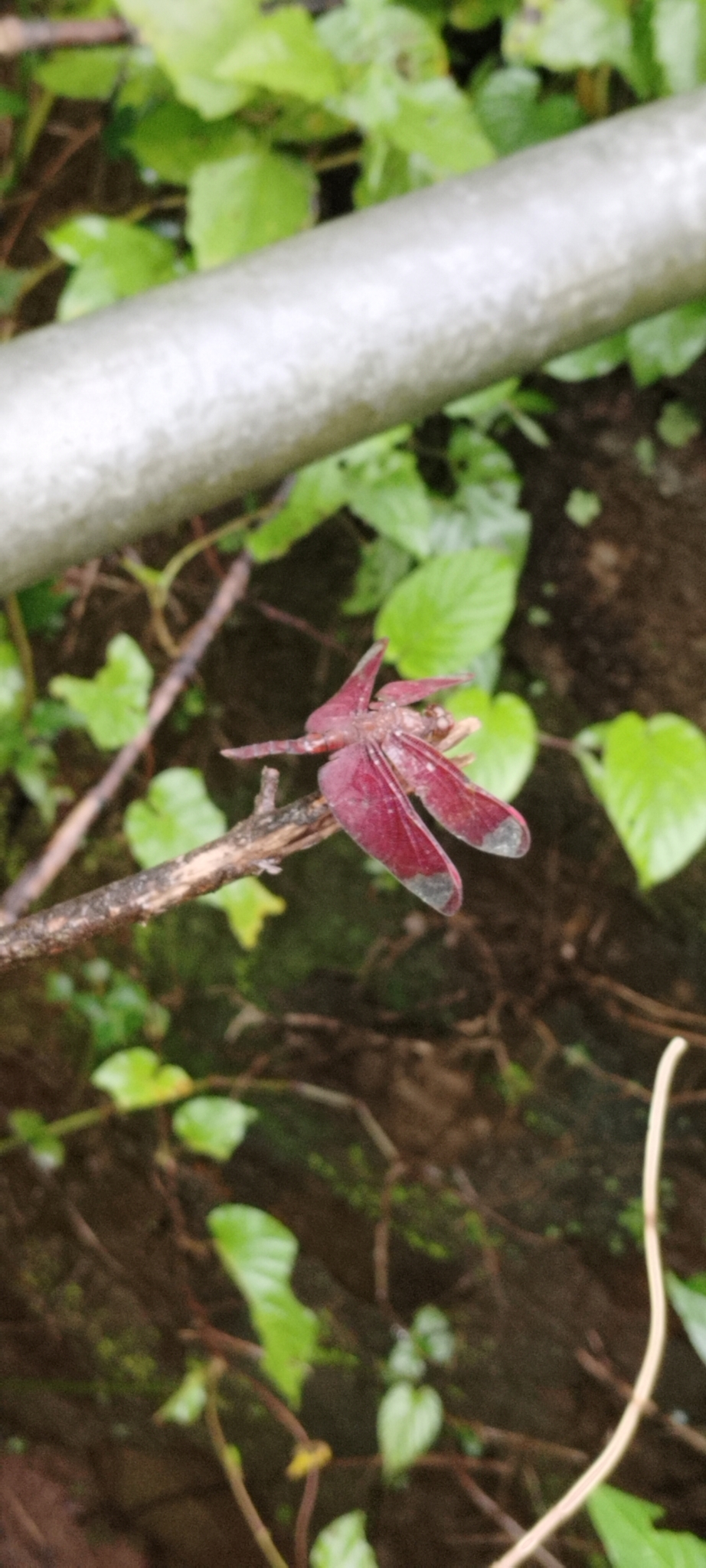 Fulvous Forest Skimmer