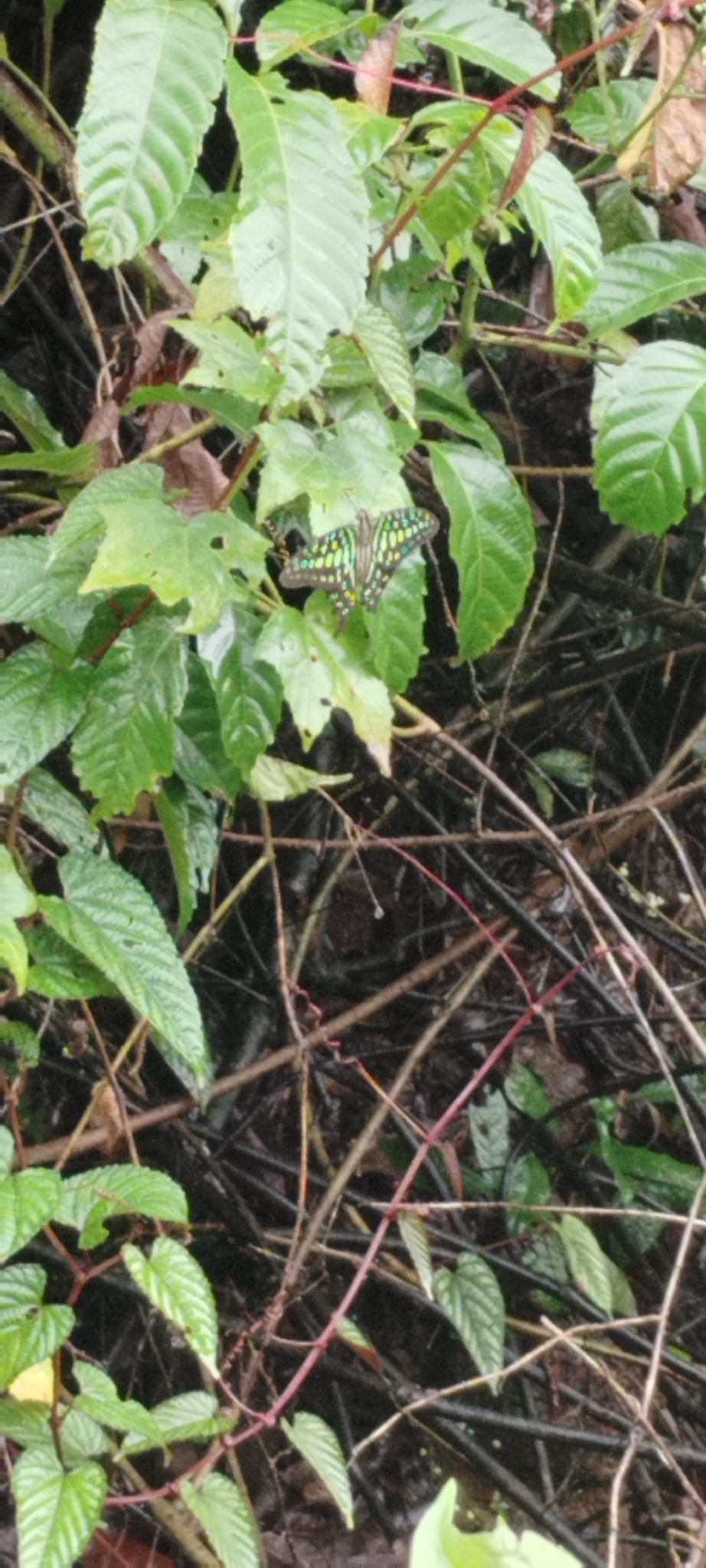 Tailed Jay