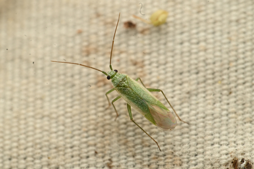 Orthotylus albocostatus