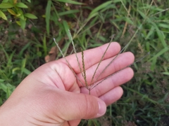 Digitaria sanguinalis