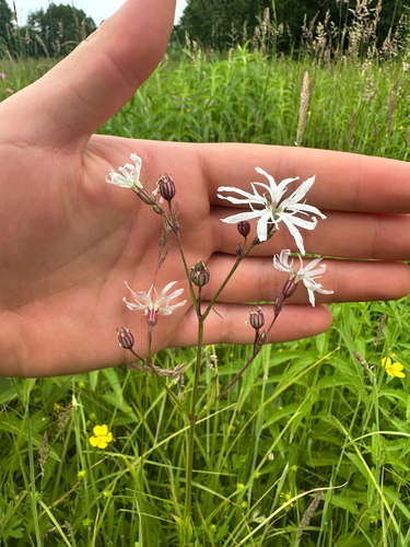 Silene flos-cuculi (Silene flos-cuculi)