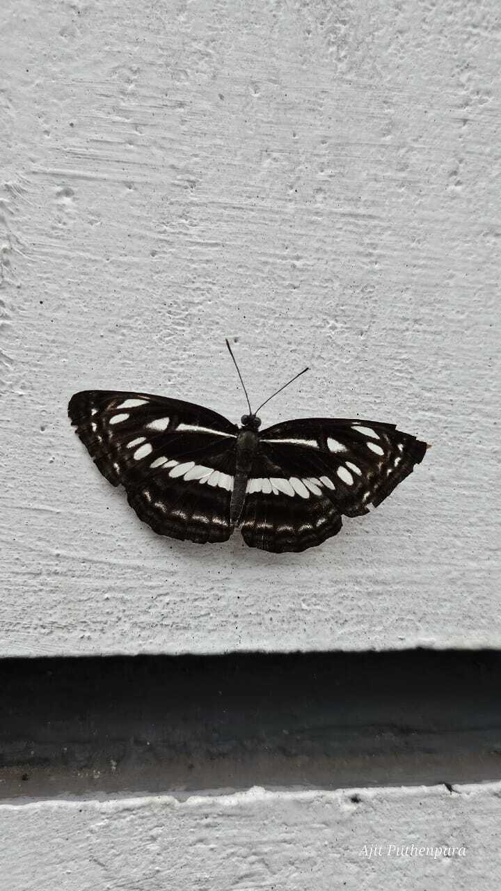 Chestnut-Streaked Sailer