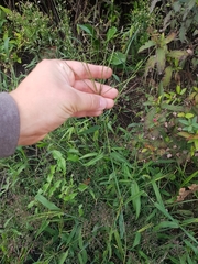 Digitaria sanguinalis