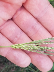 Digitaria sanguinalis