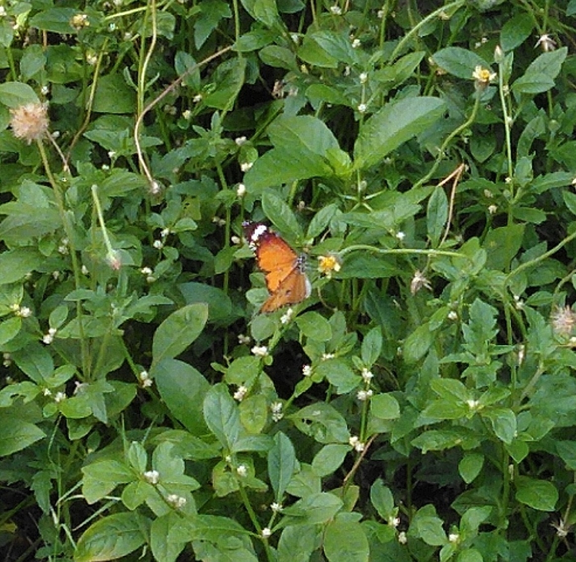 Plain Tiger