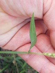 Digitaria sanguinalis