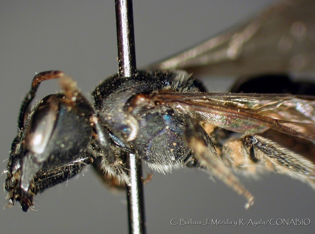 Augochlora albiceps